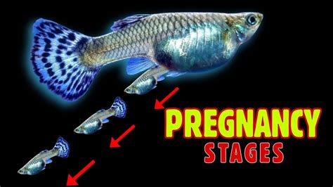 pregnant fish|Pregnancy in fish .